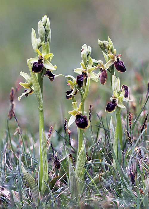 Ophrys sphegodes